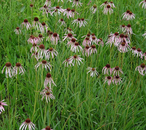 pale purple coneflower